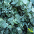 Eucalyptus Leaf C/S | Cut & Sifted | Eucalyptus Globulus | Wildcrafted | 4oz...