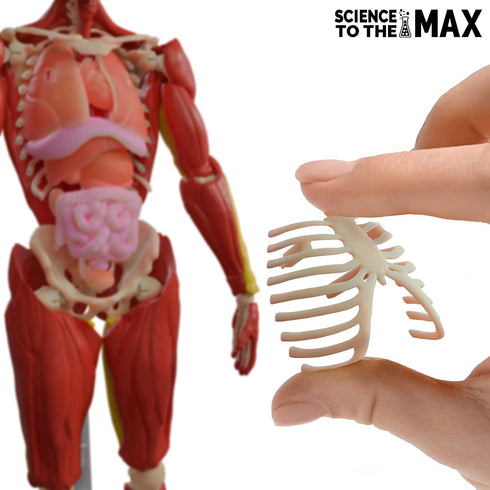 Be Amazing! Toys Interactive Human Body - 60 Piece Fully Poseable Anatomy Figure – 14” Tall Model - Anatomy Kit – Removable Muscles, Organs,Bones ...