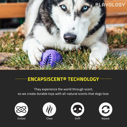 Playology Silver - Dental Chew Ball Dog Toy, Large - Designed for Senior Dogs (35lbs and Up) - Engaging All-Natural Pork Sausage Scent - Non-Toxic...