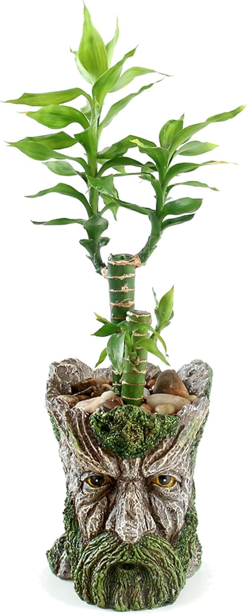 Funny Planter Head Planter with Drainage Hole Resin Plant Pot Pencil Holder Desk Storage(Mustache Man)...