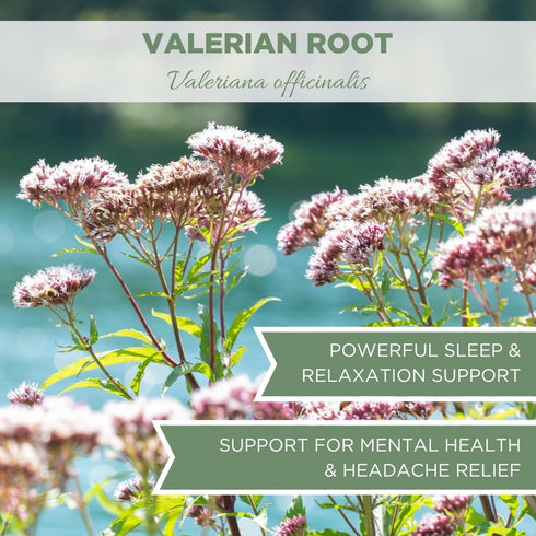 Organic Valerian Root 4 oz. (113g), USDA Certified Organic Valerian Root Herb, Valerian Root Tea, Valeriana Tea, Te De Valeriana Para Dormir, Vala...