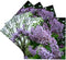3dRose cst_3139_3 Lilac-Ceramic Tile Coasters, Set of 4...