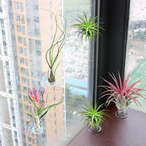 40 Pack Air Plant Stand Holder Tillandsia Airplant Container with Suction Cup Tabletop Planter Display Racks for Hanging Tillandsia House Plants...