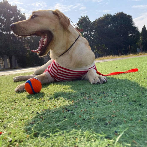 Dog Ultra-fine Leash,slip leads for dogs,Pet Training Leash,Training ?leading and holding suitable for Small,Medium or Large Dogs (orange, 1.1M lo...