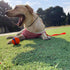 Dog Ultra-fine Leash,slip leads for dogs,Pet Training Leash,Training ?leading and holding suitable for Small,Medium or Large Dogs (orange, 1.1M lo...