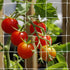 Tcamp Heavy-Duty Polyester Garden Trellis Netting Plant Climbing Net for Growing Vines Plants Vegetables Fruits Flowers, White Grow Tent (4.9Ft x1...