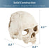 Uniclife Aquarium Skull Reptile House Decor Resin Head Skeleton Ornament for Tank Landscape Decorative Hideout Cave Shelter for Small Fish Shrimp ...