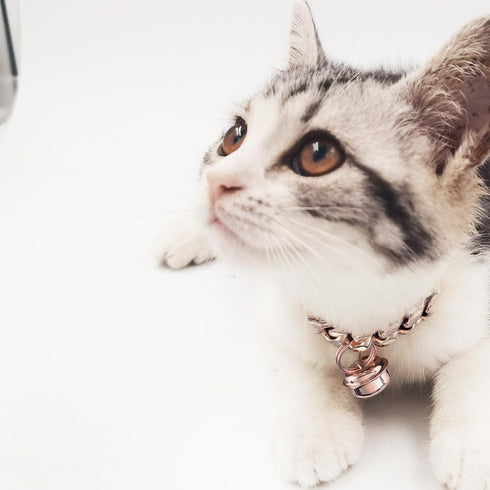 Rose Rose Gold Cat Dog Collar Kitten Puppy Wide Stainless Steel Kitten Choker Curb Adjustable 12 inch Chew Proof Cuban Link 1/2inch Chain with Ros...