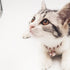 Rose Rose Gold Cat Dog Collar Kitten Puppy Wide Stainless Steel Kitten Choker Curb Adjustable 12 inch Chew Proof Cuban Link 1/2inch Chain with Ros...