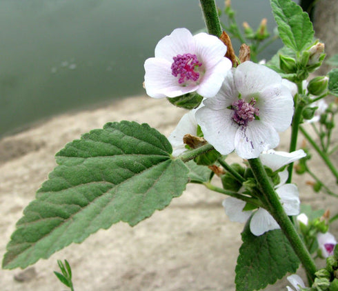 Seeds Marshmallow (Althaea officinalis) Medicinal Perennial Herbs for Planting Heirloom Non GMO...