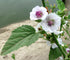 Seeds Marshmallow (Althaea officinalis) Medicinal Perennial Herbs for Planting Heirloom Non GMO...