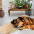 Mity rain Dog Pillow, Dog Calming Pillow for Anxiety Relive, Double Side Long Pillow for Large and Medium Dogs Joint Relief Sleeping Improve, Pet ...