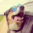 7 Pieces Dog Costume Set Include Adjustable Gold Pet Chain and Funny Cute Cat Small Dog Sunglasses Retro Pet Sunglasses for Cat Puppy Small Medium...