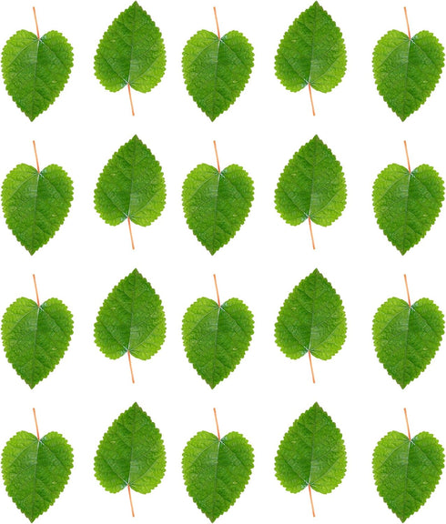 Awesome Aquatic Mulberry Shrimp Leaves Natural Botanical Leaf Food Organic Treat Aquarium Fish Shrimp Terrarium High Protein Vitamin Mineral Fiber...