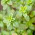 Lemon Thyme Seeds Thymus Citroidorus Fragrant Evergreen Deer & Rabbit & Drought Tolerant Culinary Ornamental Ground Covers Patio Container Indoor ...