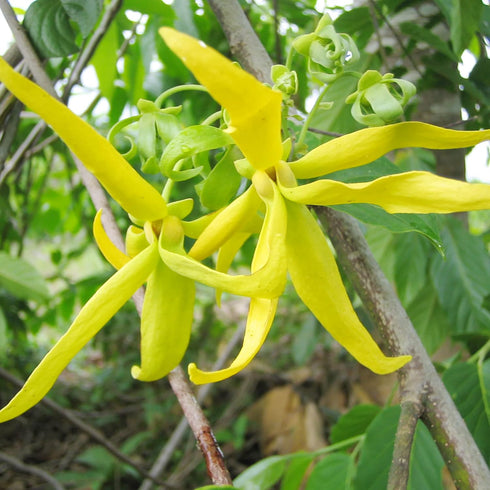 Ylang-Ylang Seeds Cananga Odorata Fragrant Evergreen Attracts Butterflies Hummingbirds & Bees Landscape Garden Border Outdoor 5Pcs Tropical Tree S...
