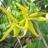 Ylang-Ylang Seeds Cananga Odorata Fragrant Evergreen Attracts Butterflies Hummingbirds & Bees Landscape Garden Border Outdoor 5Pcs Tropical Tree S...