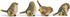 RAZ Imports Striped Wing Bird 2.5 x 2.25 inch Resin Decorative Tabletop Figurine Set of 4, Sage Green...