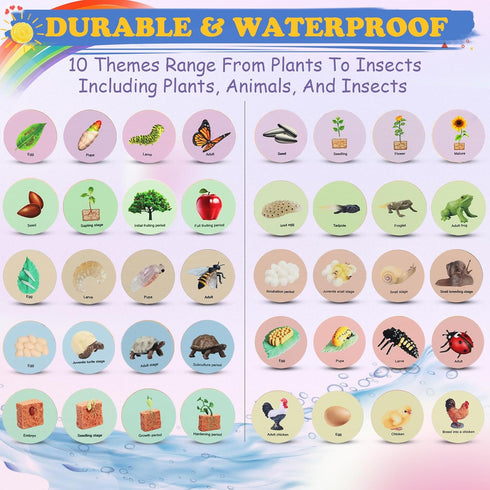 Life Cycle Toys for Kids, Learning & Educational Science Kits, Preschool Learning Toys for Toddler Age 3 4 5 6 7 8...