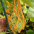 Melon Hammocks Cradles, 5 Pack of Nets for Melons, Perfect for Growing Cantaloupe, Watermelon in Vertical Garden (Orange)...