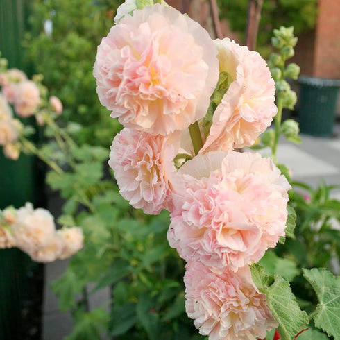 Apricot Peach Parfait Seeds Attracts Butterflies & Hummingbirds Showy Wall-Side Fences Outdoor Beds Borders 75Pcs Flower Seeds by YEGAOL Garden...