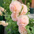 Apricot Peach Parfait Seeds Attracts Butterflies & Hummingbirds Showy Wall-Side Fences Outdoor Beds Borders 75Pcs Flower Seeds by YEGAOL Garden...