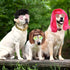 3 Pieces Dog Cosplay Wig, Cat Wigs, Dog Cosplay Costumes Accessories Include 3 Pieces Retro Pet Round Sunglasses and 1 Pieces Dog Chain Necklace, ...