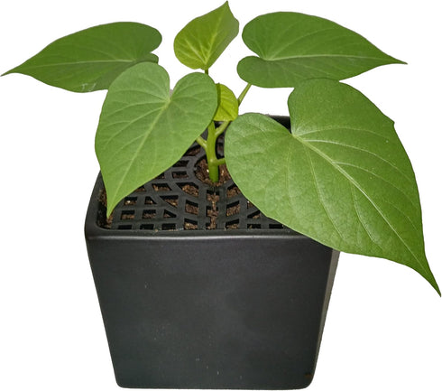 Square Plant Pot Grid Flower Pot Cover Baby Safety to Protect Children Pets Plant Black 7" x 7" Pack of 4...