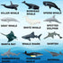 Sharks Figures Sea Animals Whale Toys Set Ocean Animal Action Figures, Great for Kids Bath Toys, Beach Toys, Cake Topper and Party Favors, Gifts, ...