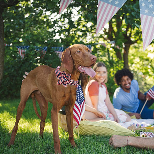 Lionheart glory American Flag Dog Collar, 4 of July Dog Flower Collar Heavy Duty Adjustable Patriotic Dog Collar with Flower for Small Dogs Pet Gi...