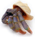 Gemini&Genius Sea Animal Hermit Crab Action Figure Toy for Kids, Soft Rubber Realistic Ocean Crab Educational and Role Play Toys for Kids and Coll...