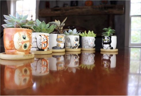Window Garden – 2.75” Bamboo Saucers – for 6-Pack Small Kitty Pots, Succulent Owl Indoor Planters, Set of 6 Saucers. Keep Surfaces from Getting We...