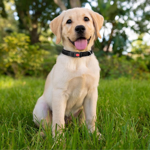 Dog Collar for Large Dogs, Nobleza Adjustable Reflective Boy Dog Collar with Safety Lock and Quick Release Buckle, Durable Nylon Pet Collar with S...