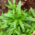 Seeds Sweet Summer Savory Medicinal Heirloom Herbs Non GMO for Planting...