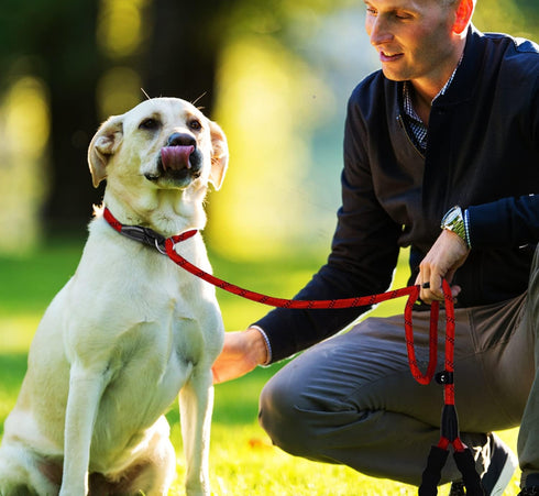 Slip Lead Dog Leash, Strong Dog Leash, 6 FT Heavy Duty Dog Leash, Durable Training Rope Slip Leash with Comfortable Padded Handle and Highly Refle...