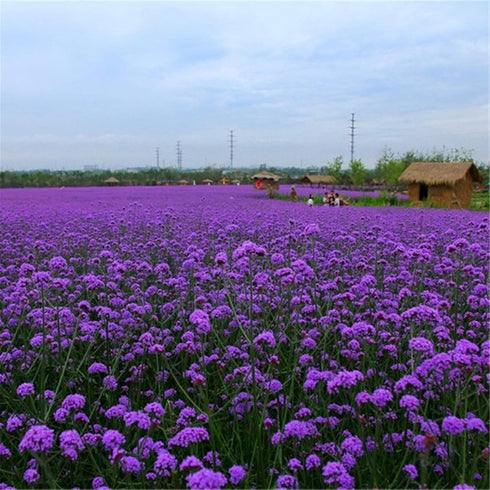 Verbena Herb Seed 5000 Seeds Verbena Officinalis Herba Verbenae Seed 2g...