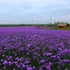 Verbena Herb Seed 5000 Seeds Verbena Officinalis Herba Verbenae Seed 2g...
