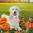 Lionheart glory Halloween Dog Collars with Flower Fall Dog Collar Pink Collar Flowers Girl Boy Pet Collar for Medium Dogs Duty Adjustable Flower D...