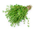 Health Embassy Thyme Herb | Thymus Serpyllum L | Herbal Tea (100g)...