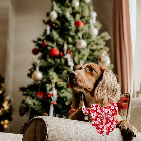 DOGWONG Christmas Dog Collar with Sailor Bow, Red Santa claus Dog Collar Soft Durable Adjustable Cotton Puppy Collar for Small Medium Large Dog...