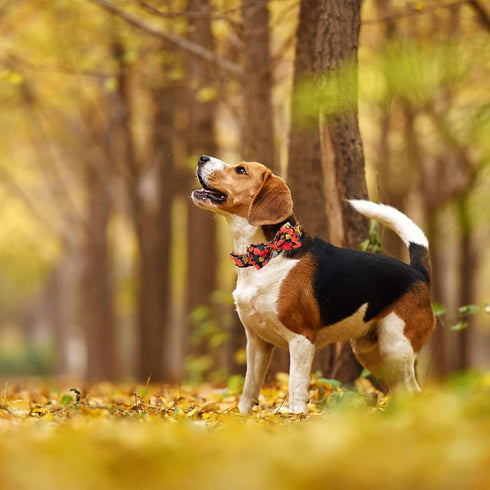 Elegant little tail Dog Collar with Bow - Fall Dog Collar Maple Leaf Bow Girl Boy Pet Collar Gift Soft Dog Bowtie Collars for X-Small Puppy...