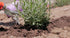 Garden Weasel Tiller – Till & Cultivate with Ease! – Features Dependable Aluminiron Construction, Non-Slip Comfort Grip, Two-Sided Prongs...