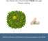 Eclectic Herb Lymphatic & Blood Cleanse | Freeze Dried Fresh, Whole Herbs, Naturally Concentrated | 45 Count...
