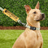 Dot Not Approach Nervous Dog Leash Sleeve Shy Rescue Leash Wrap Nervous Shy Dog Gift (Shy Rescue Sleeve)...