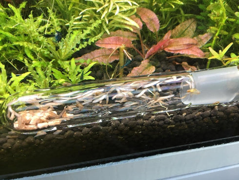 Planaria Trap Leech Trap Flatworm Trap 3 Holes Leeches Catcher Glass Tube for Aquarium Shrimp Tank 2 Pieces...