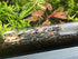 Planaria Trap Leech Trap Flatworm Trap 3 Holes Leeches Catcher Glass Tube for Aquarium Shrimp Tank 2 Pieces...