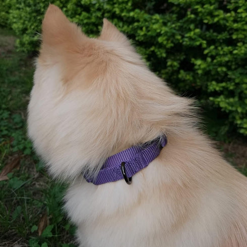 Nylon Adjustable Martingale Dog Collars,Comfort and Silky Escape Proof Training Dog Collar with Heavy Duty Metal D-Ring for Active Dogs. (Ultra Vi...