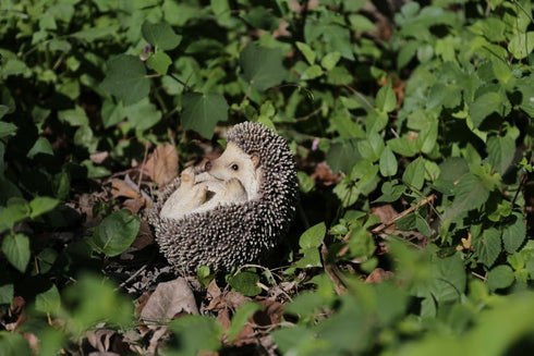 Hi-Line Gift Ltd Hedgehog on Back Statue...