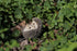 Hi-Line Gift Ltd Hedgehog on Back Statue...