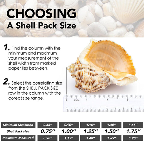 5Pcs Large Hermit Crab Shells, Natural Sea Conch Size: 3"-4.5", Opening Size: 1.5"-3", Turbo Seashells for Hermit Crab Supplies and Beach Decorati...